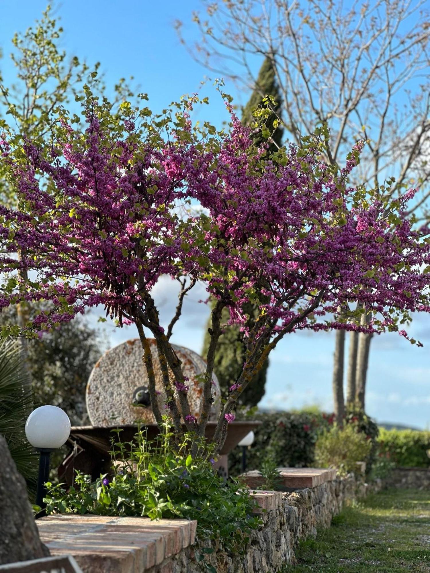 Antico Borgo Il Cardino Pension San Gimignano Buitenkant foto